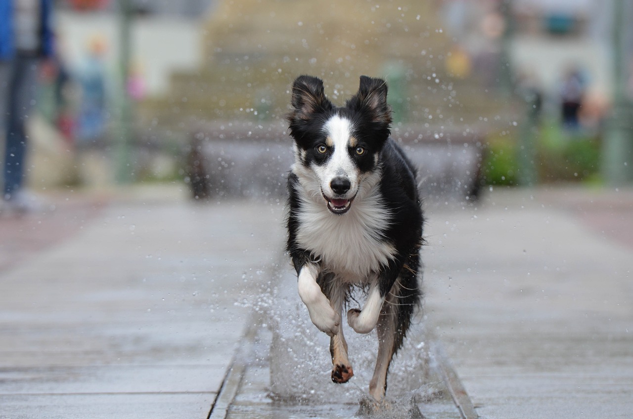 训犬师谈网红狗艾特洗澡死亡，网红狗艾特洗澡死亡背后的训犬师反思